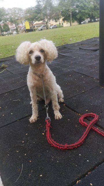 Lucky Boy  - Poodle Dog