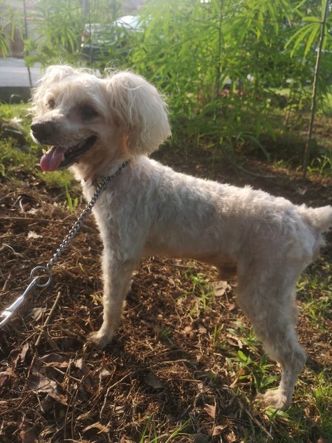 Lucky Boy  - Poodle Dog