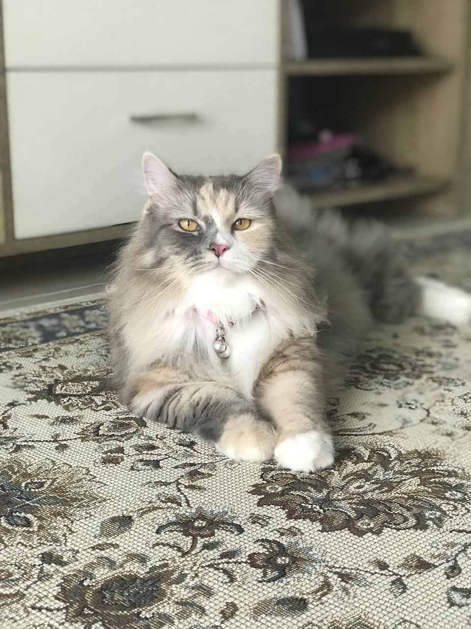 Izara Rubi  - Persian + Calico Cat