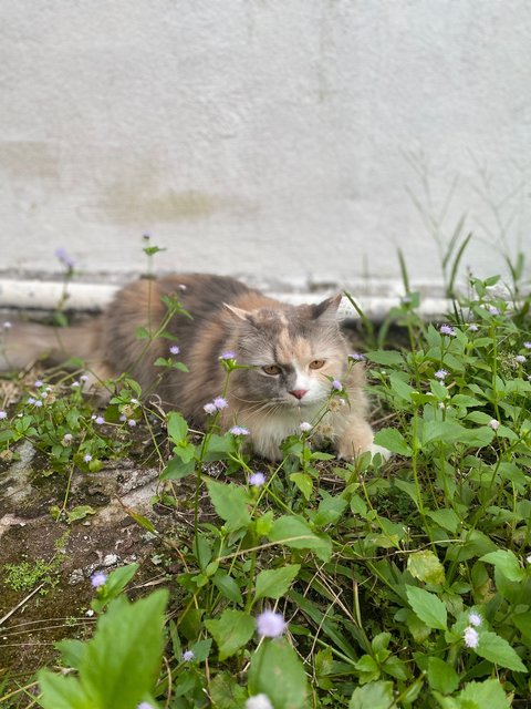 Izara Rubi  - Persian + Calico Cat