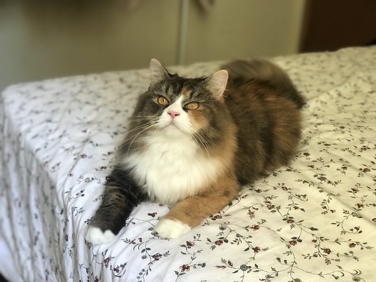 Amelya Daisy - Calico + Persian Cat