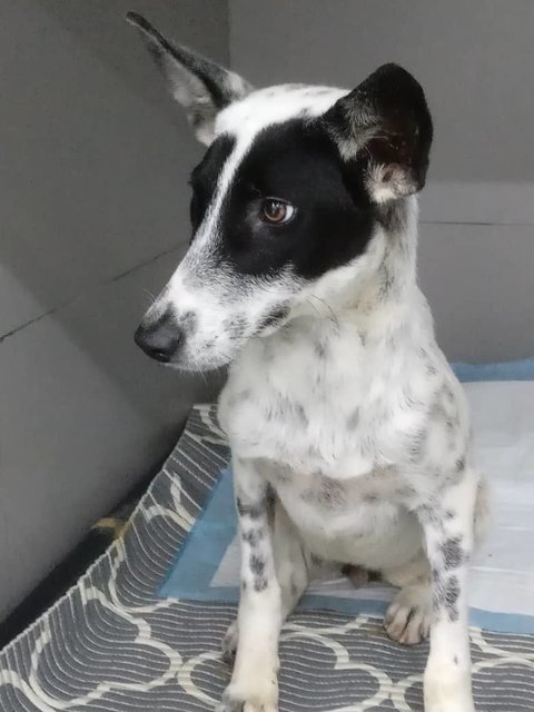 Paloma - Mixed Breed Dog