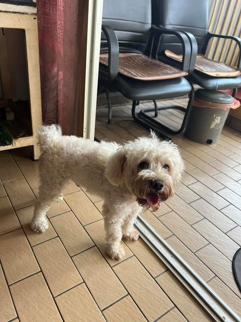 Lucky - Poodle Dog