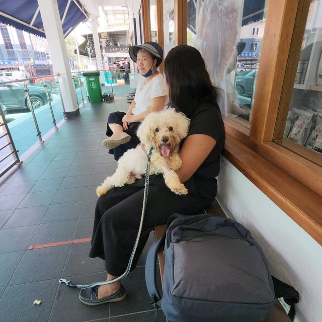 Lucky - Poodle Dog