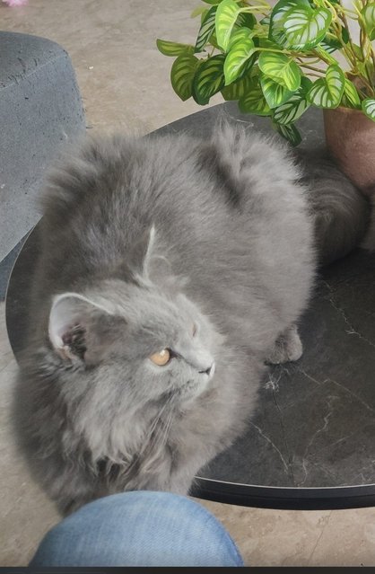 Silver - Maine Coon + Persian Cat