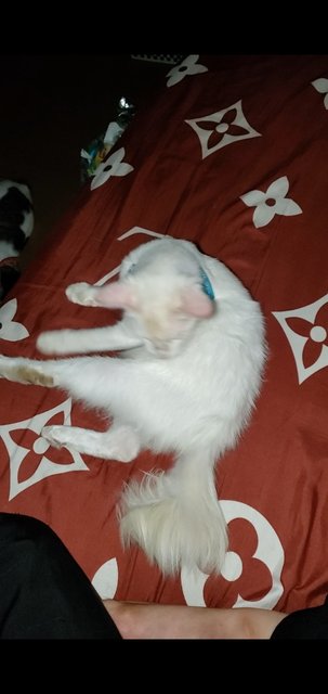 Aoki &amp; Aegon - Domestic Short Hair + Turkish Van Cat