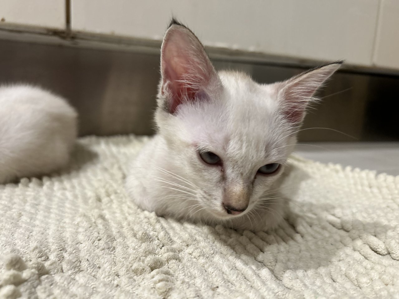 Luna &amp; Cloudy - Domestic Short Hair Cat