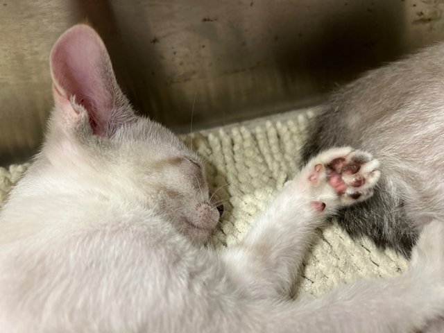 Luna &amp; Cloudy - Domestic Short Hair Cat