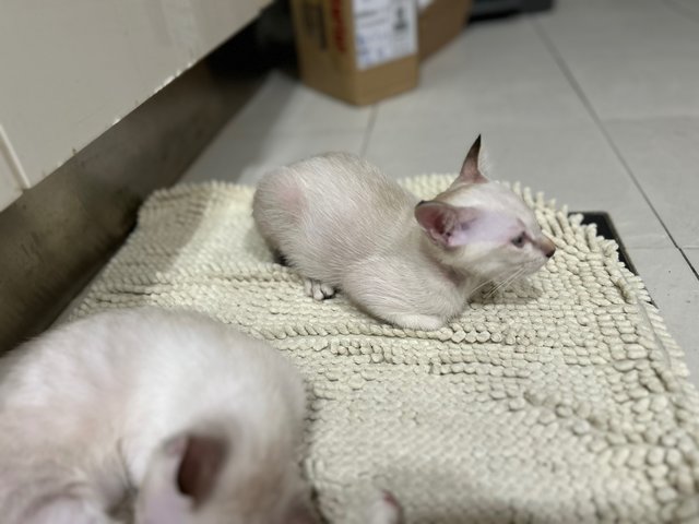 Luna &amp; Cloudy - Domestic Short Hair Cat