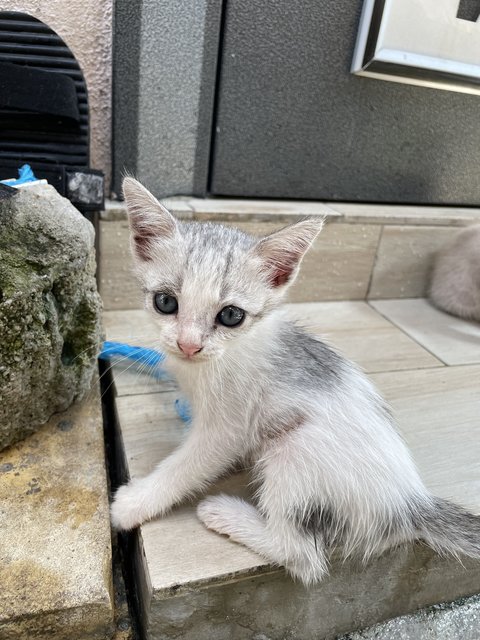 Stray Kittens - Domestic Short Hair + Domestic Medium Hair Cat