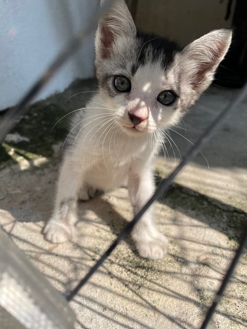 Stray Kittens - Domestic Short Hair + Domestic Medium Hair Cat