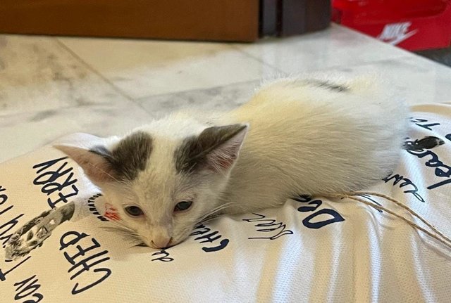 Harlequin Cat - Domestic Medium Hair Cat