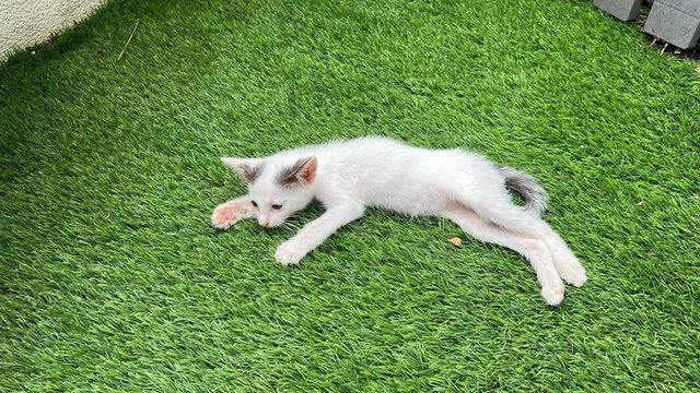 Harlequin Cat - Domestic Medium Hair Cat