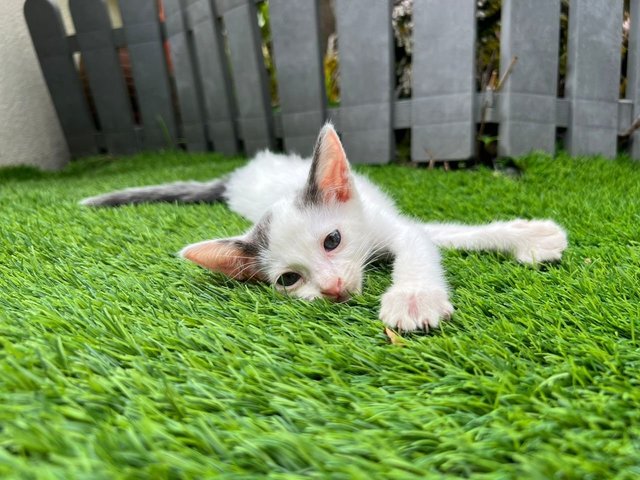 Harlequin Cat - Domestic Medium Hair Cat