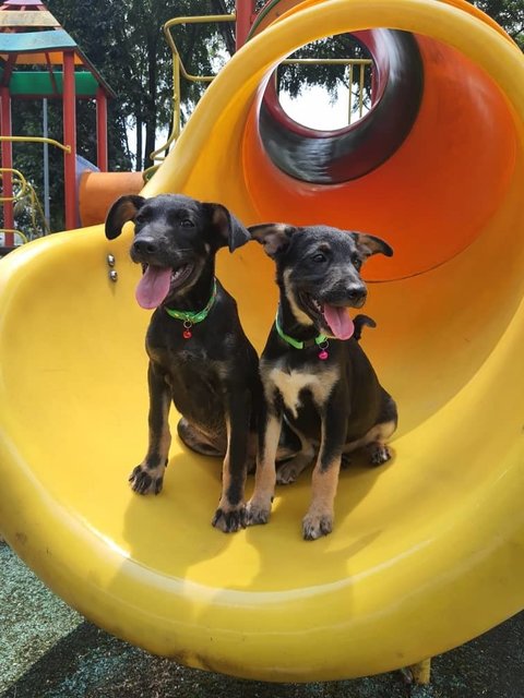 Yuki &amp; Yoda - Labrador Retriever Mix Dog