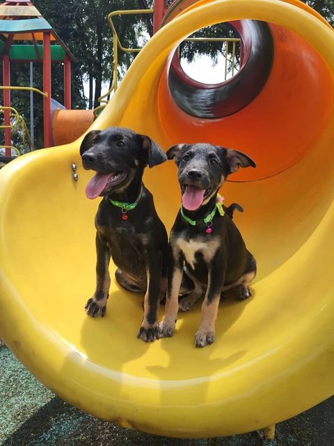 Yuki &amp; Yoda - Labrador Retriever Mix Dog