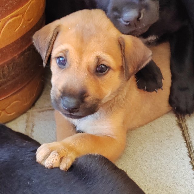 Nelly  - Labrador Retriever Mix Dog