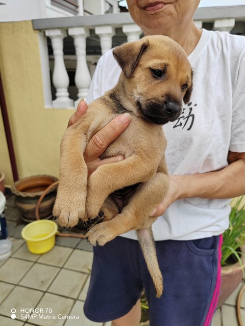 Nelly  - Labrador Retriever Mix Dog