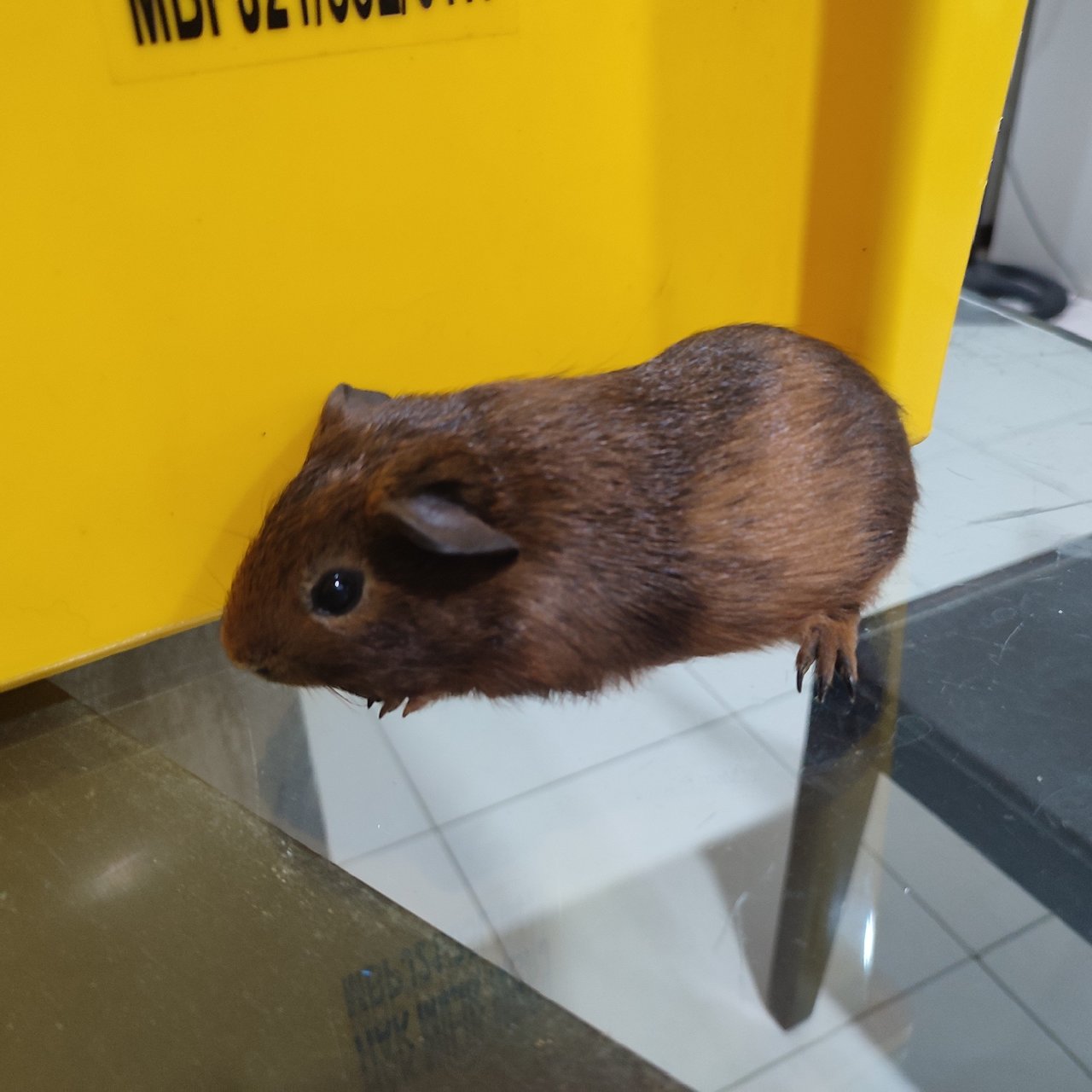 PF129931 - Guinea Pig Small & Furry