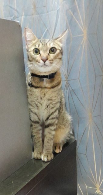 Myvi - Domestic Short Hair Cat