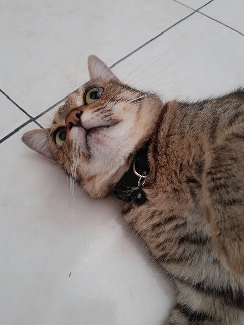 Myvi - Domestic Short Hair Cat