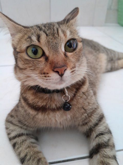 Myvi - Domestic Short Hair Cat