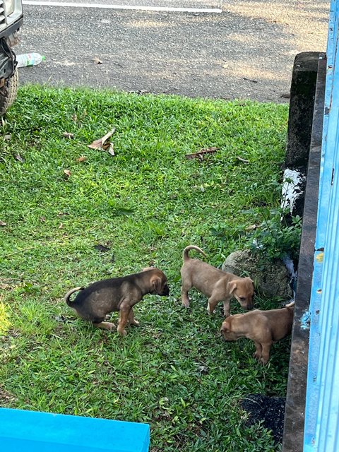 Biscuit, Bandit And Blossom - Mixed Breed Dog