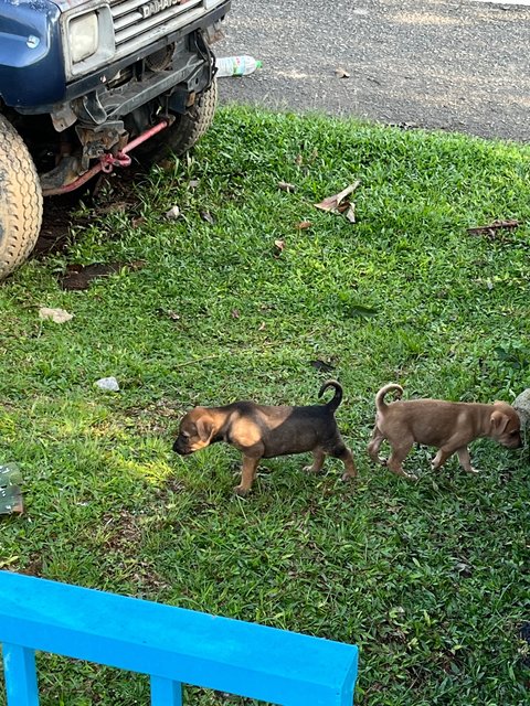 Biscuit, Bandit And Blossom - Mixed Breed Dog