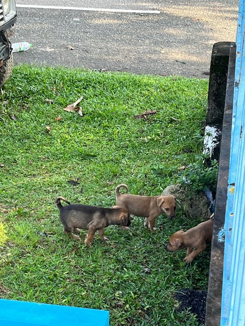 Biscuit, Bandit And Blossom - Mixed Breed Dog