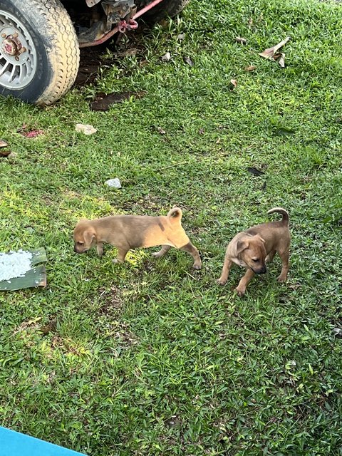 Biscuit, Bandit And Blossom - Mixed Breed Dog