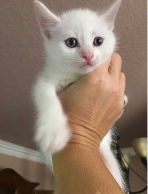 Cheesy  - Domestic Short Hair Cat