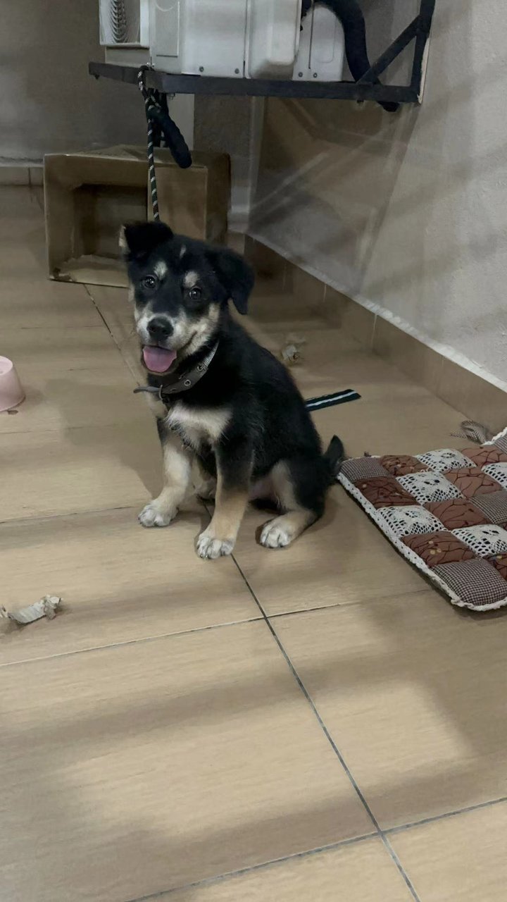 Yi Yi - Golden Retriever + Husky Dog