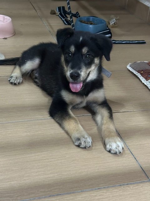 Yi Yi - Golden Retriever + Husky Dog