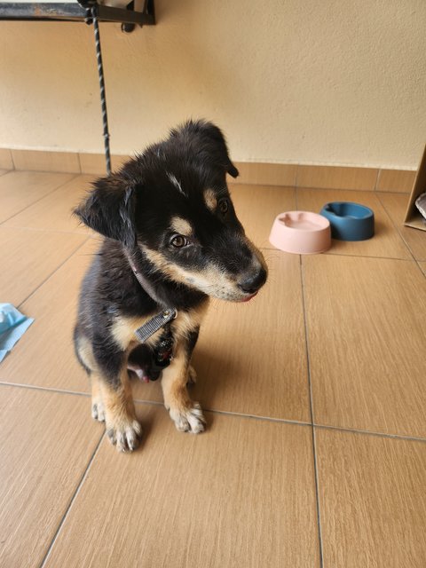 Yi Yi - Golden Retriever + Husky Dog