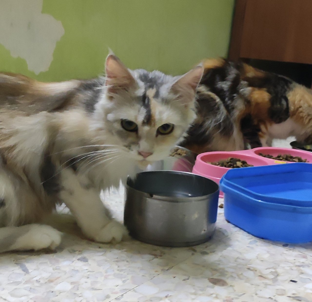 Milly - Maine Coon + Scottish Fold Cat