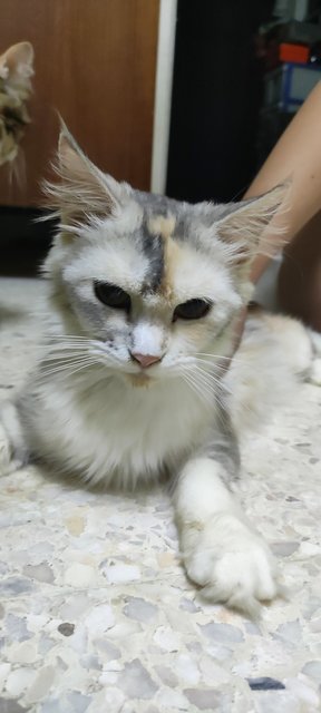 Milly - Maine Coon + Scottish Fold Cat