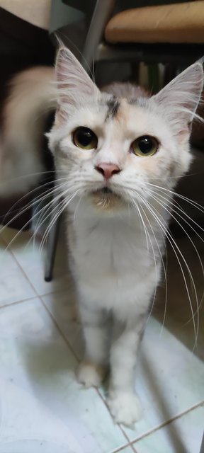 Milly - Maine Coon + Scottish Fold Cat