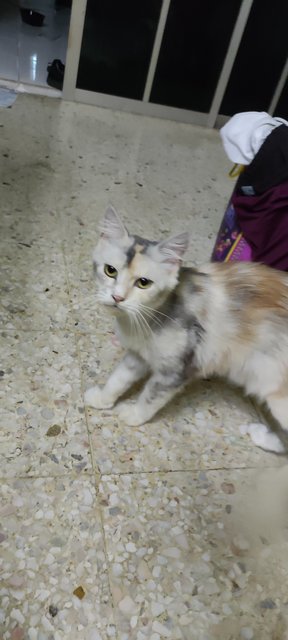 Milly - Maine Coon + Scottish Fold Cat