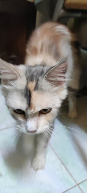 Milly - Maine Coon + Scottish Fold Cat