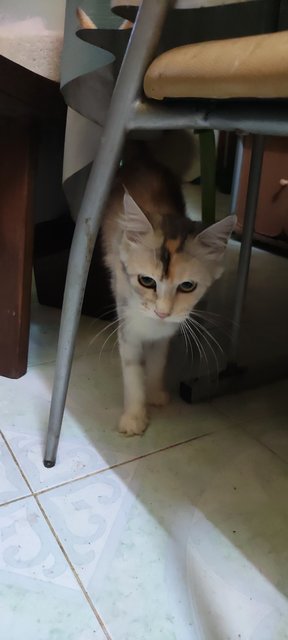 Milly - Maine Coon + Scottish Fold Cat