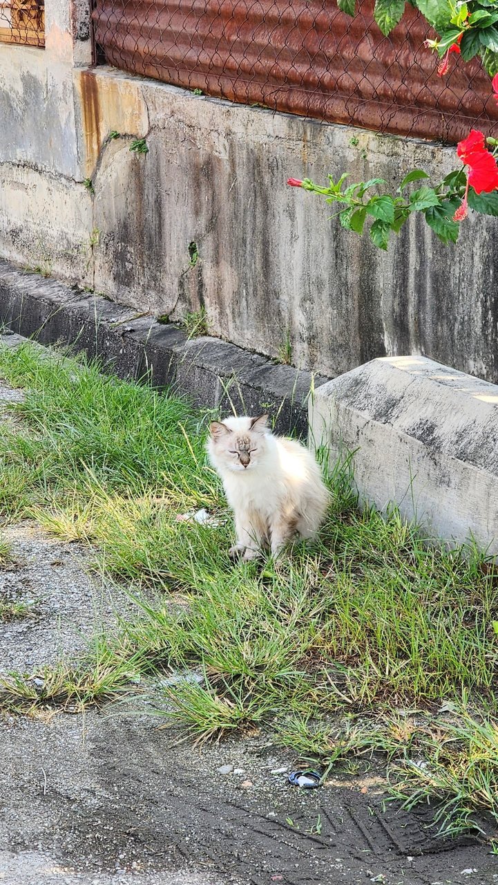 Lost And Found  - Siamese + Ragdoll Cat