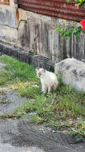 Lost And Found  - Siamese + Ragdoll Cat