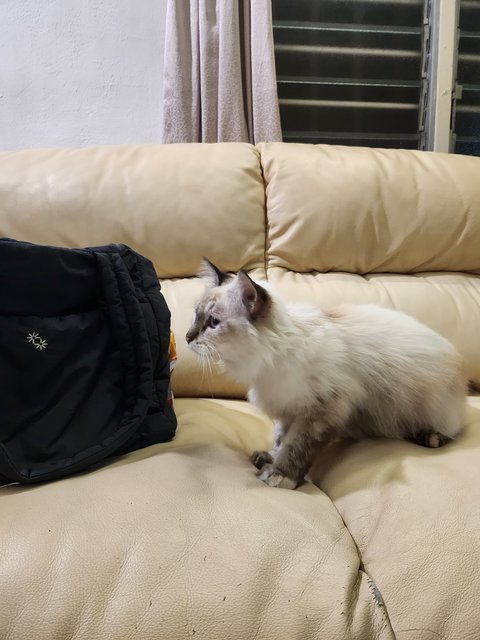 Lost And Found  - Siamese + Ragdoll Cat