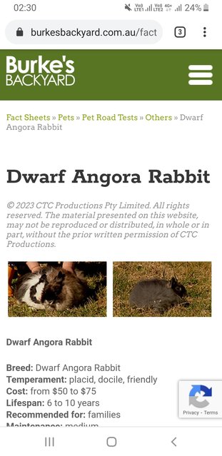 PF129953 - Dwarf + Angora Rabbit Rabbit