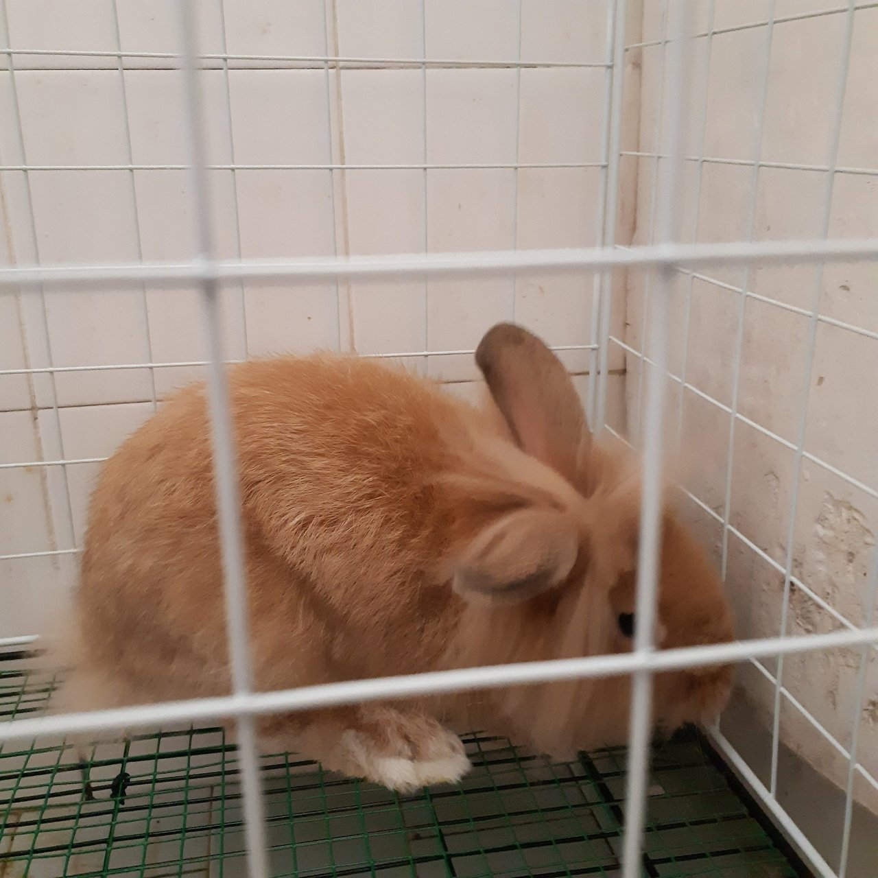 PF129953 - Dwarf + Angora Rabbit Rabbit