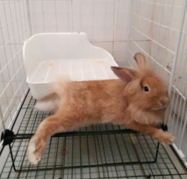 PF129953 - Dwarf + Angora Rabbit Rabbit