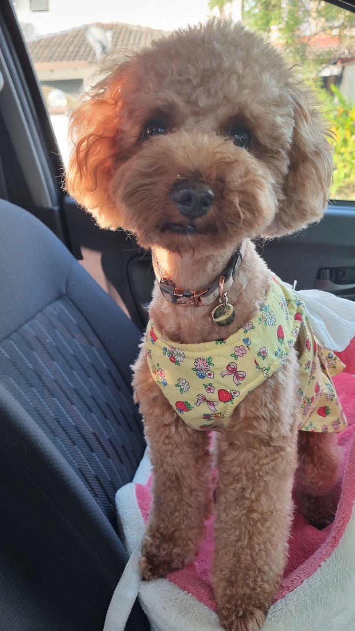 Pixie - Poodle Dog