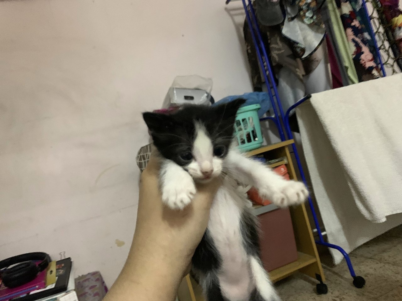 Little Miss And Mister - Domestic Short Hair + Tuxedo Cat