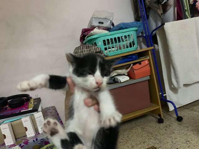 Little Miss And Mister - Domestic Short Hair + Tuxedo Cat