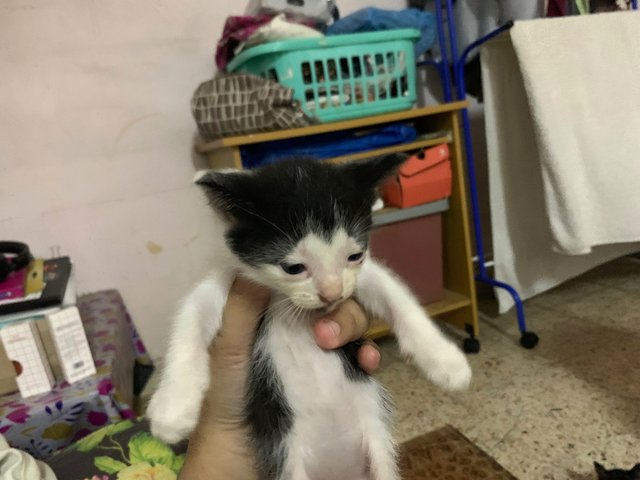 Little Miss And Mister - Domestic Short Hair + Tuxedo Cat